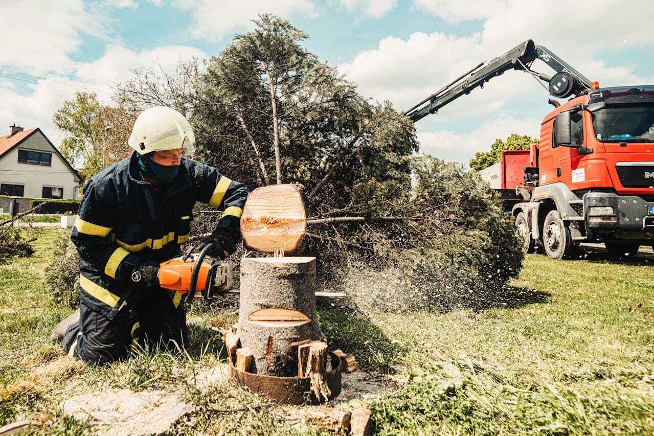 Residential Tree Removal in La Presa, CA